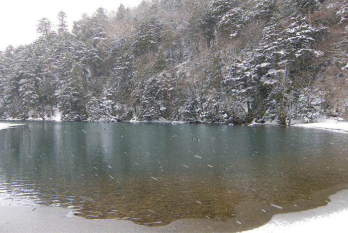 nikko yunoko lake ducks winter